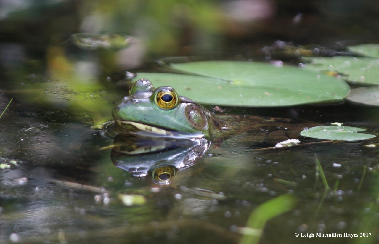c-bullfrog reflection