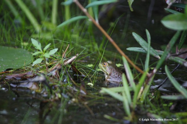 c-bullfrog youngster