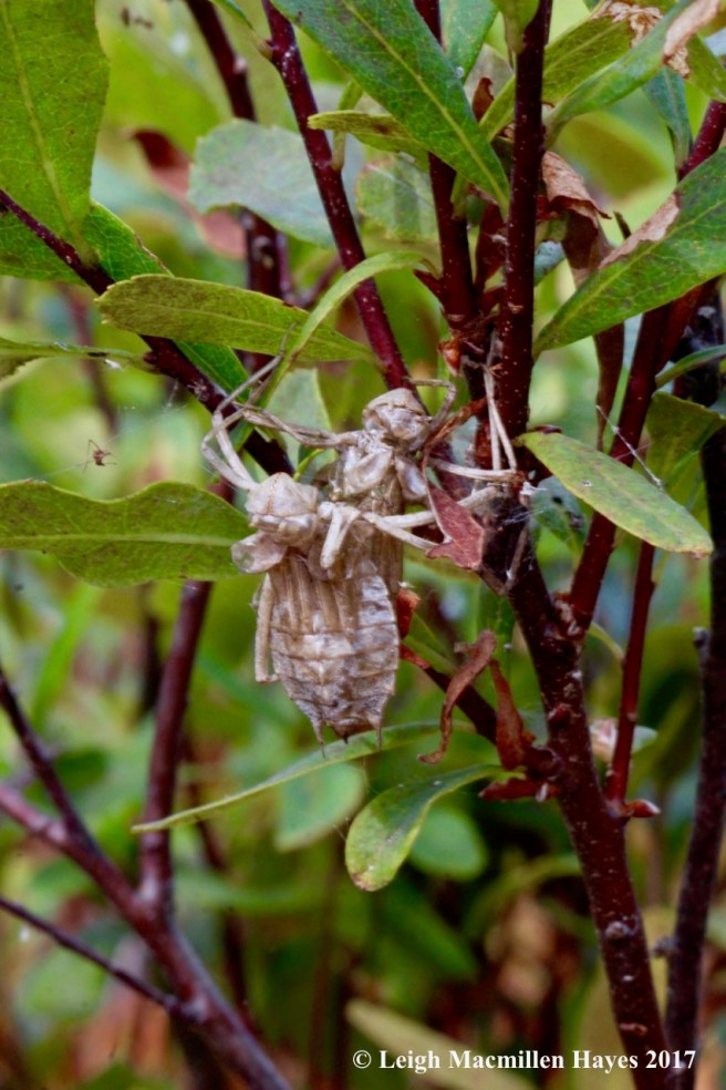 c-dragonhunter exuvae