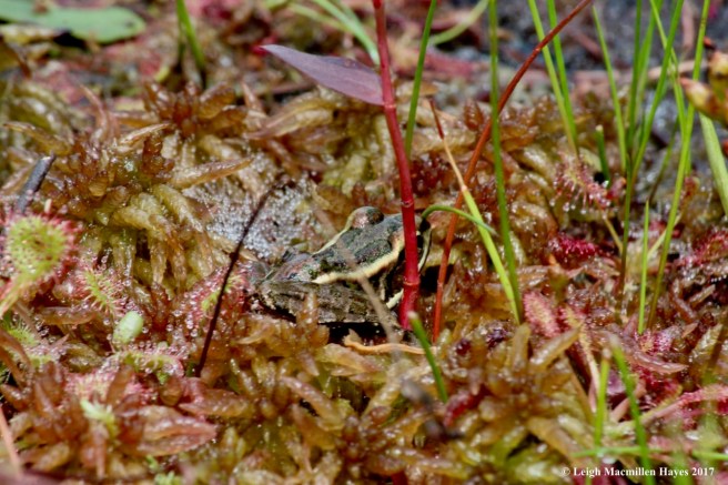 c-pickerel frog 1