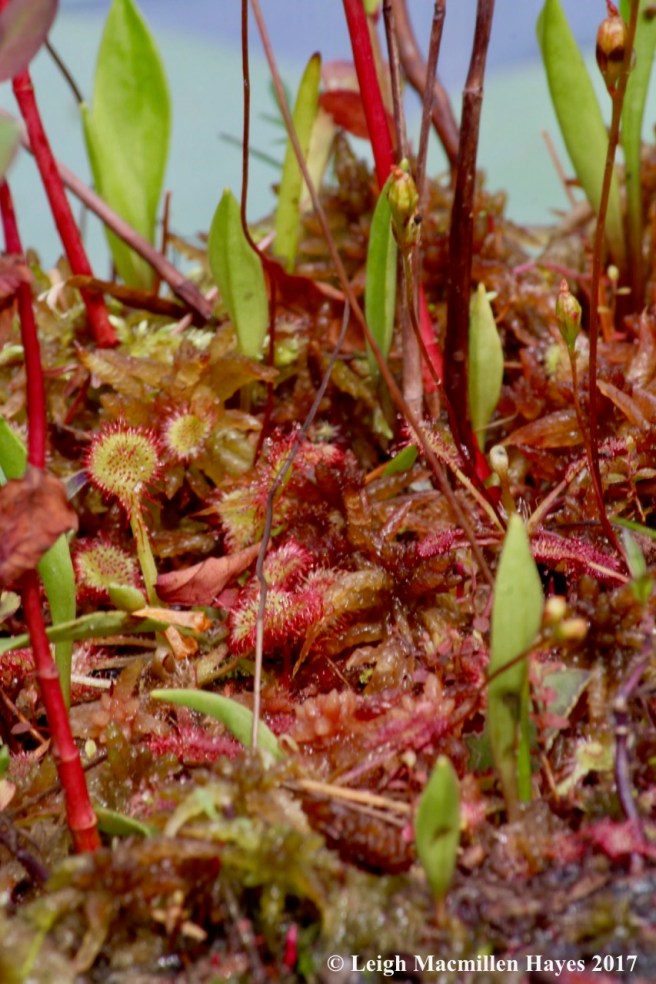 c-round-leaved sundew