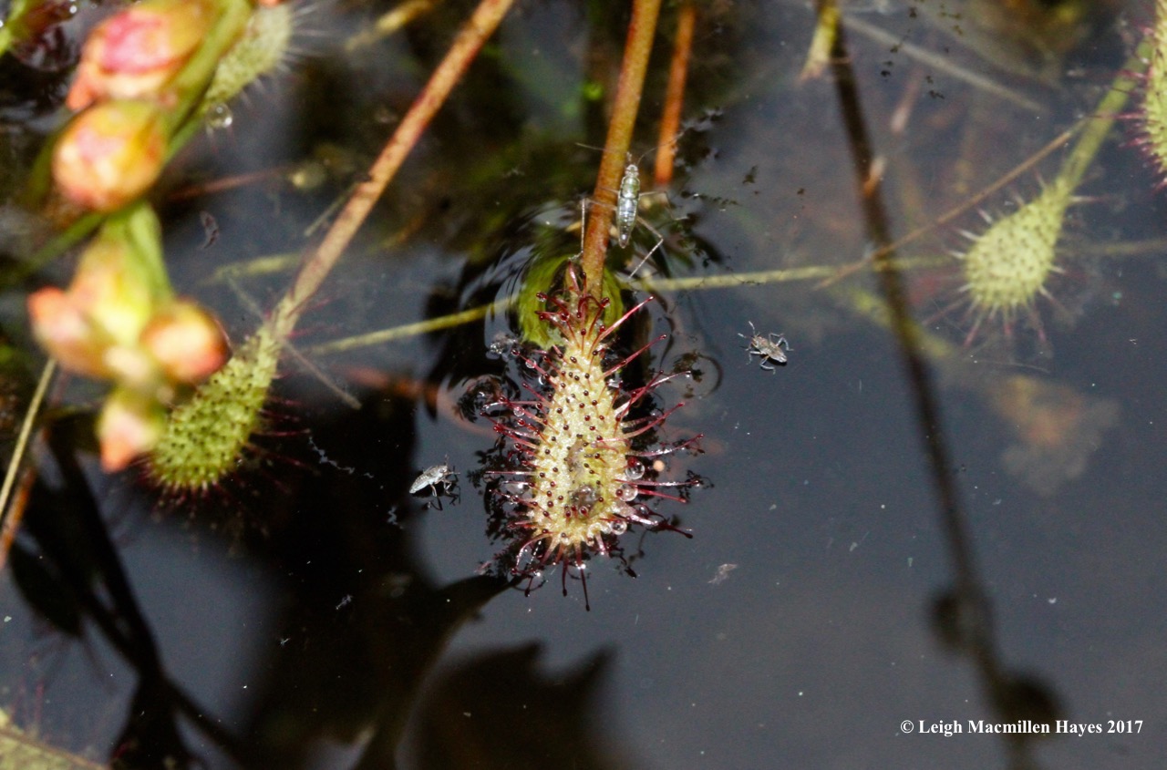 c-spatulate-leaved sundew and insects