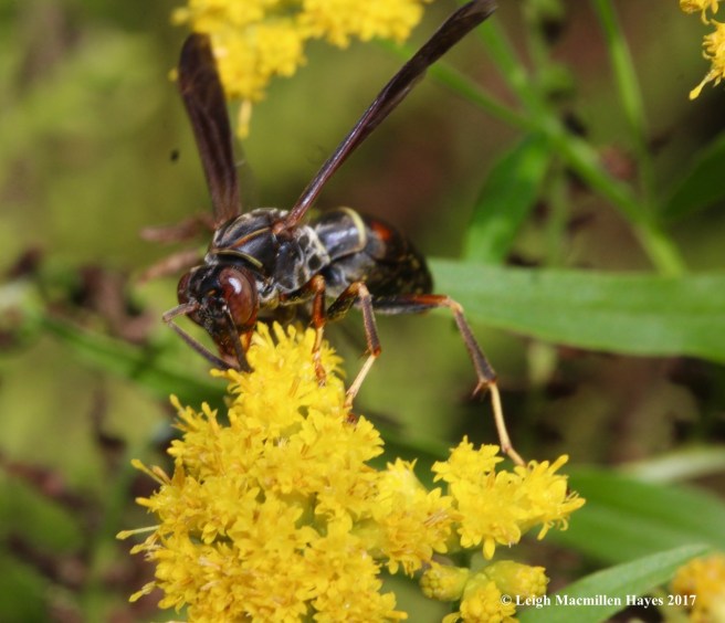 h-hornet on goldenrod