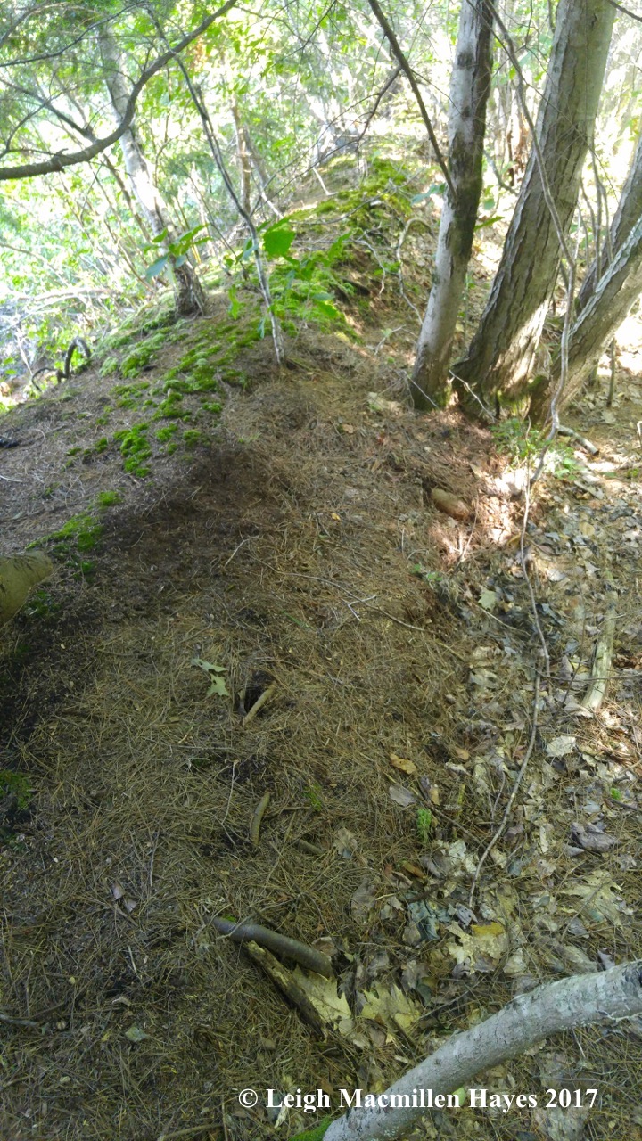 h-perley pond beaver dam?