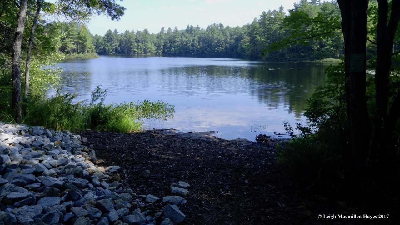 h-pickerel pond