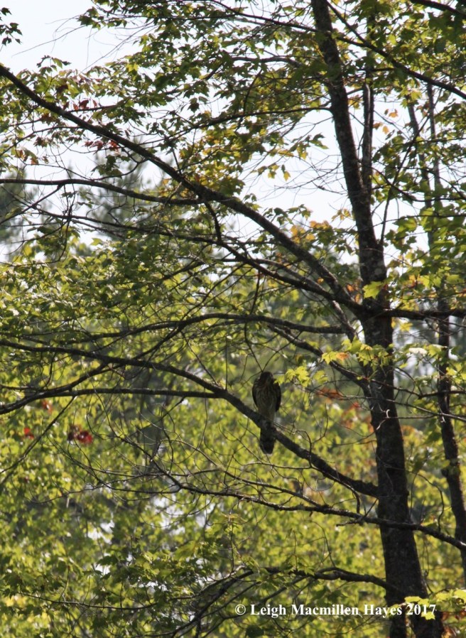 h-sharp-shined front