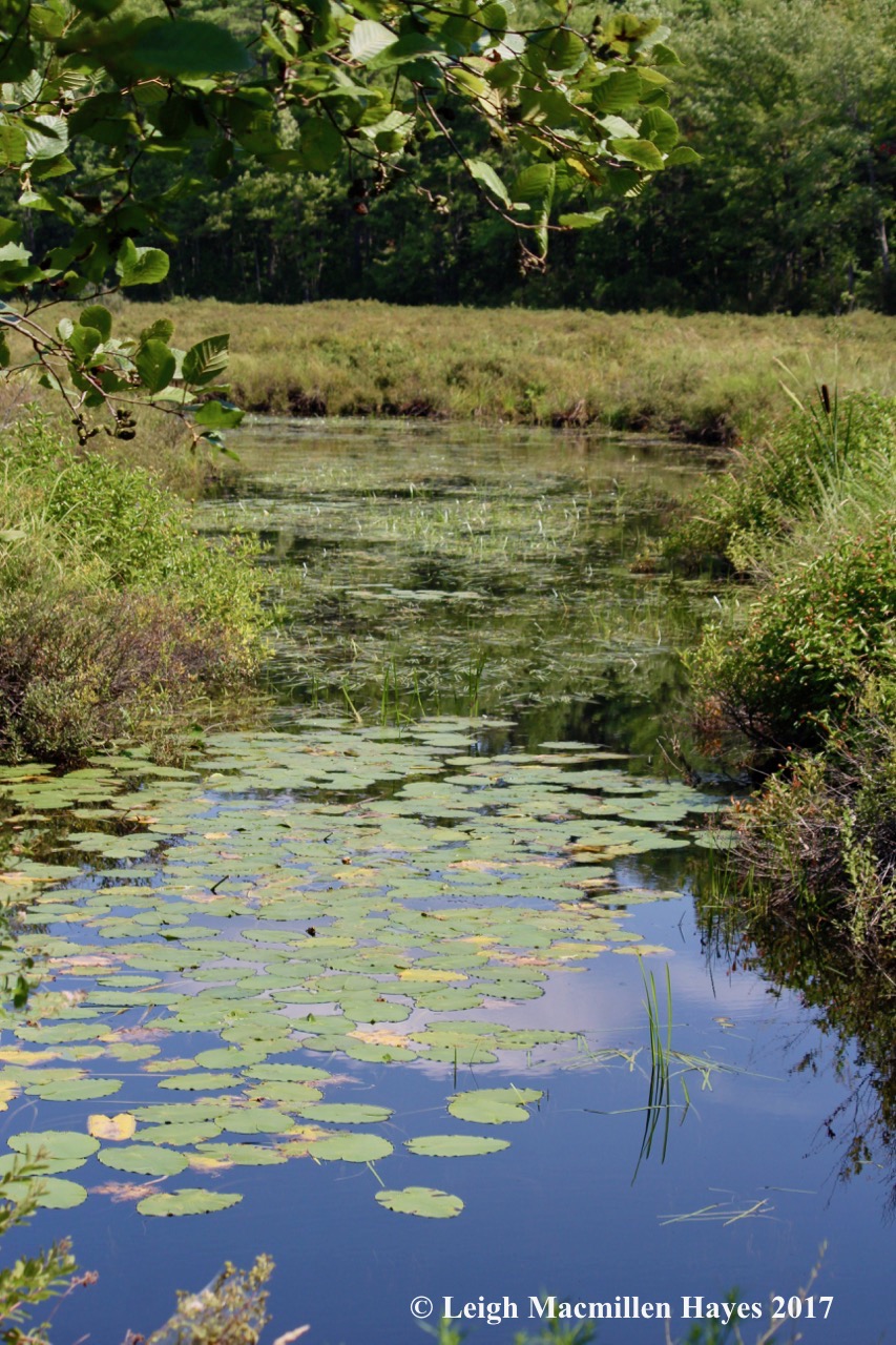 h-swamp beside Narrow Gauge