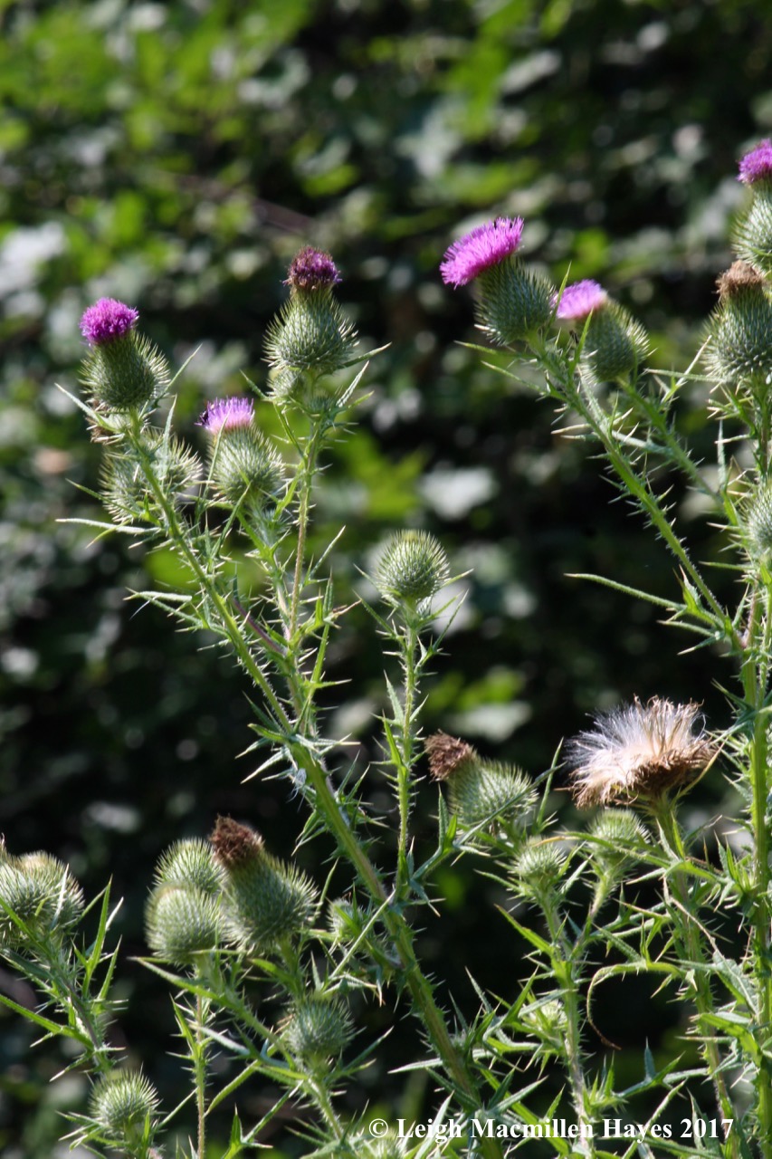 h-thistles in all forms