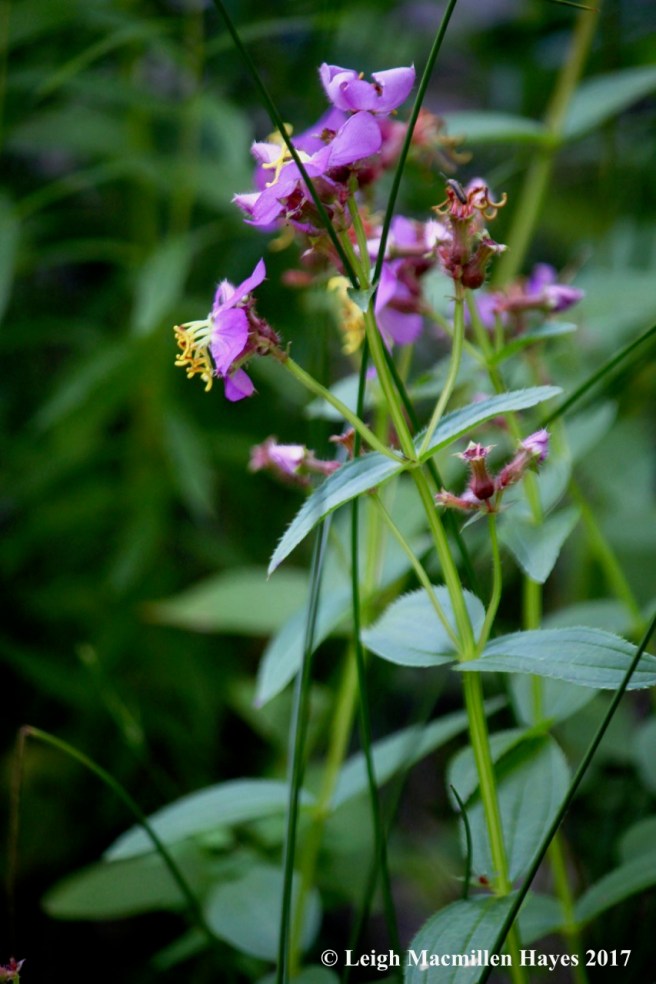 h-virginia meadow beauty 1