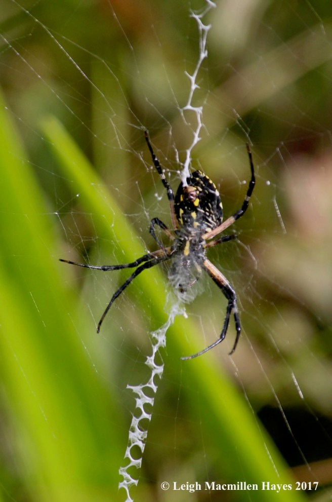 l1-garden spider 2
