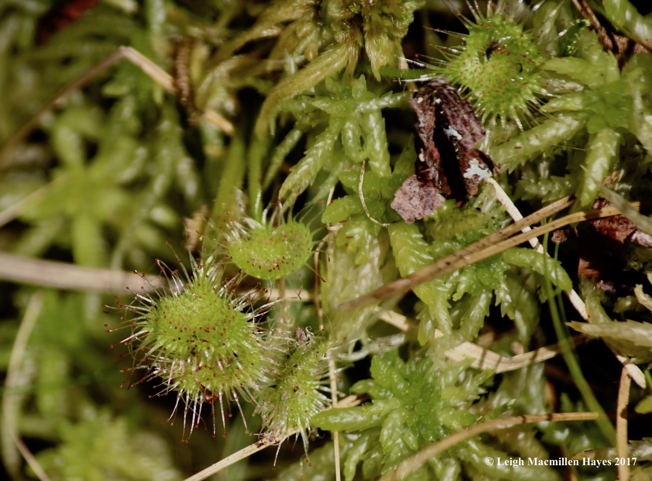 l1-round-leaved sundew 1