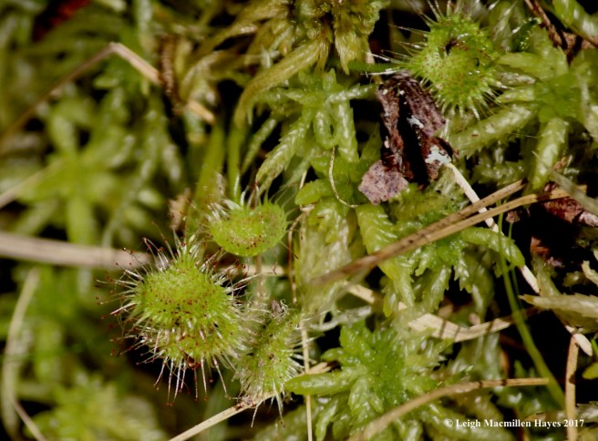 l1-round-leaved sundew 1
