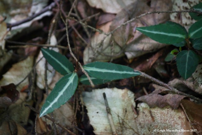 l2-spotted wintergreen