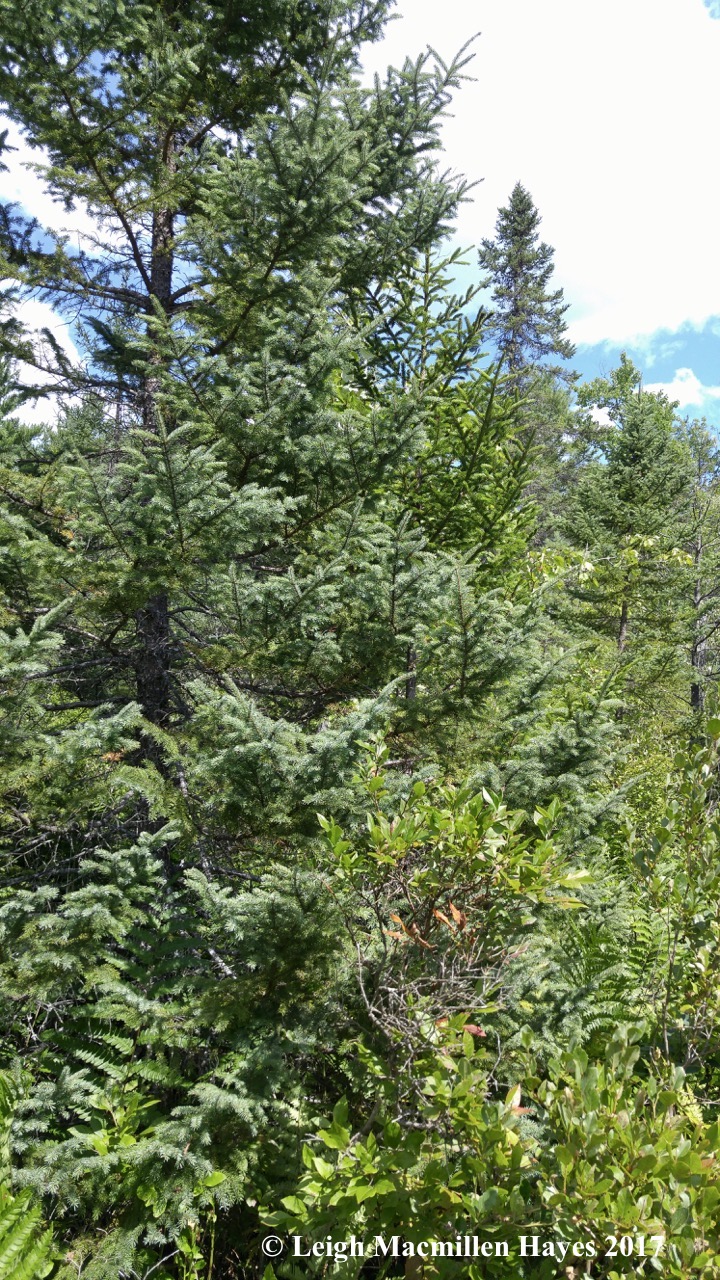 l3-black and red spruce 3 (1)