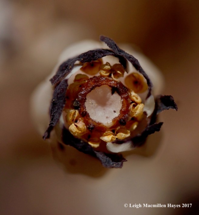 o-Inidan pipe from above