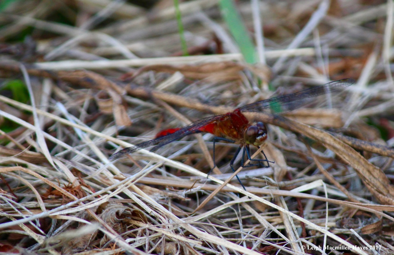 o-meadowhawk face