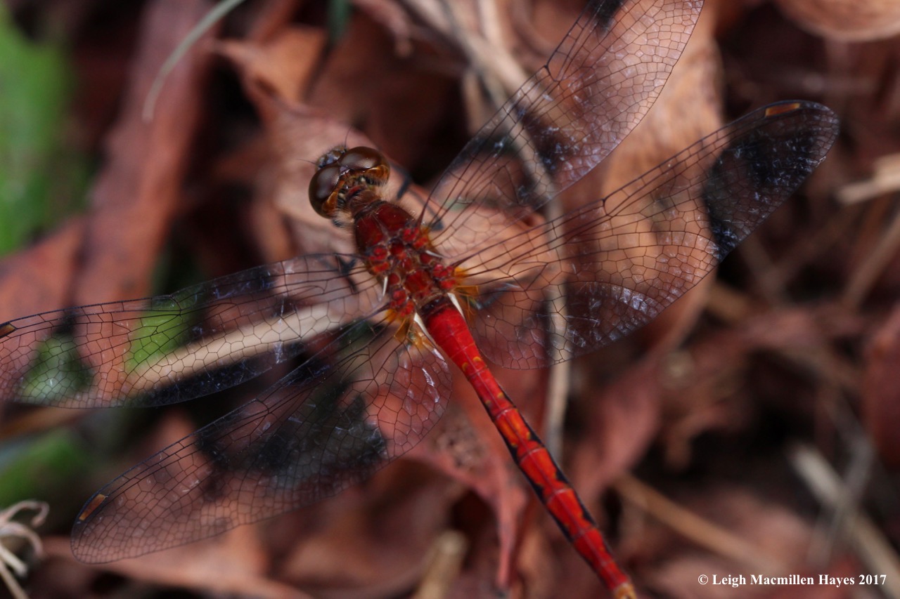 o-meadowhawk up close