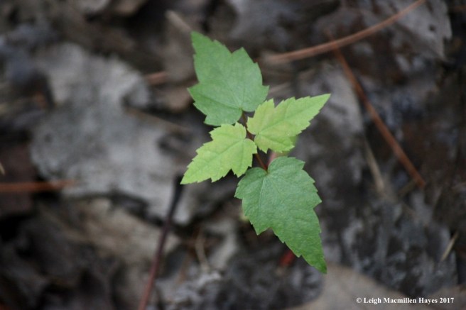o-red maple cotyledon