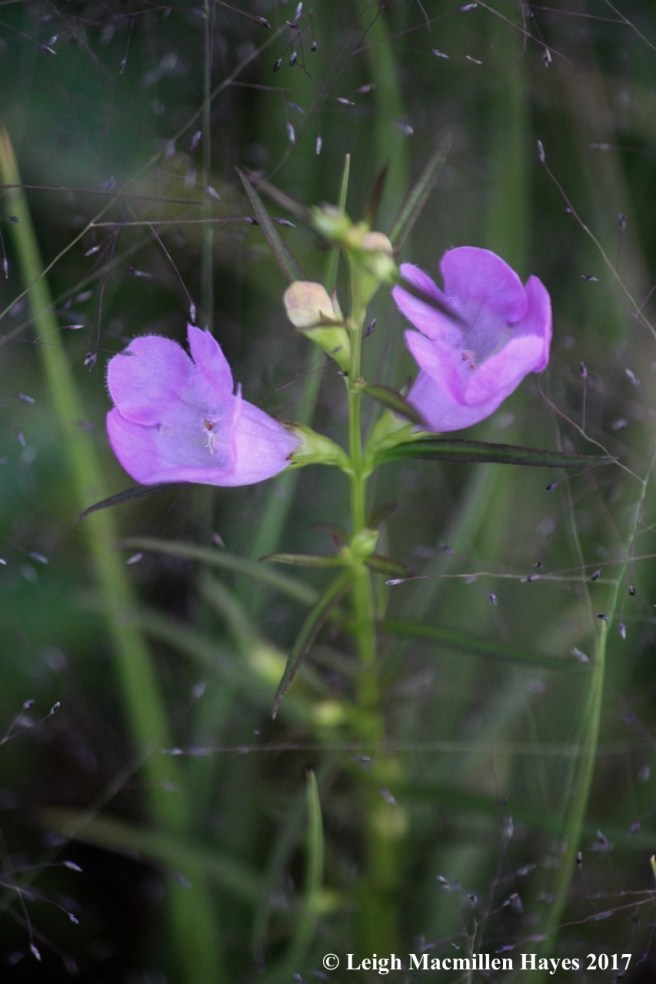 o-small-flowered gerardia
