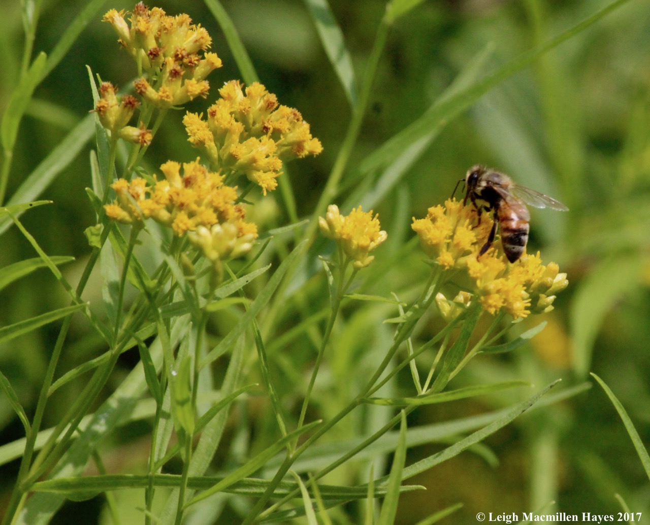 w-bee using probiscus for honey