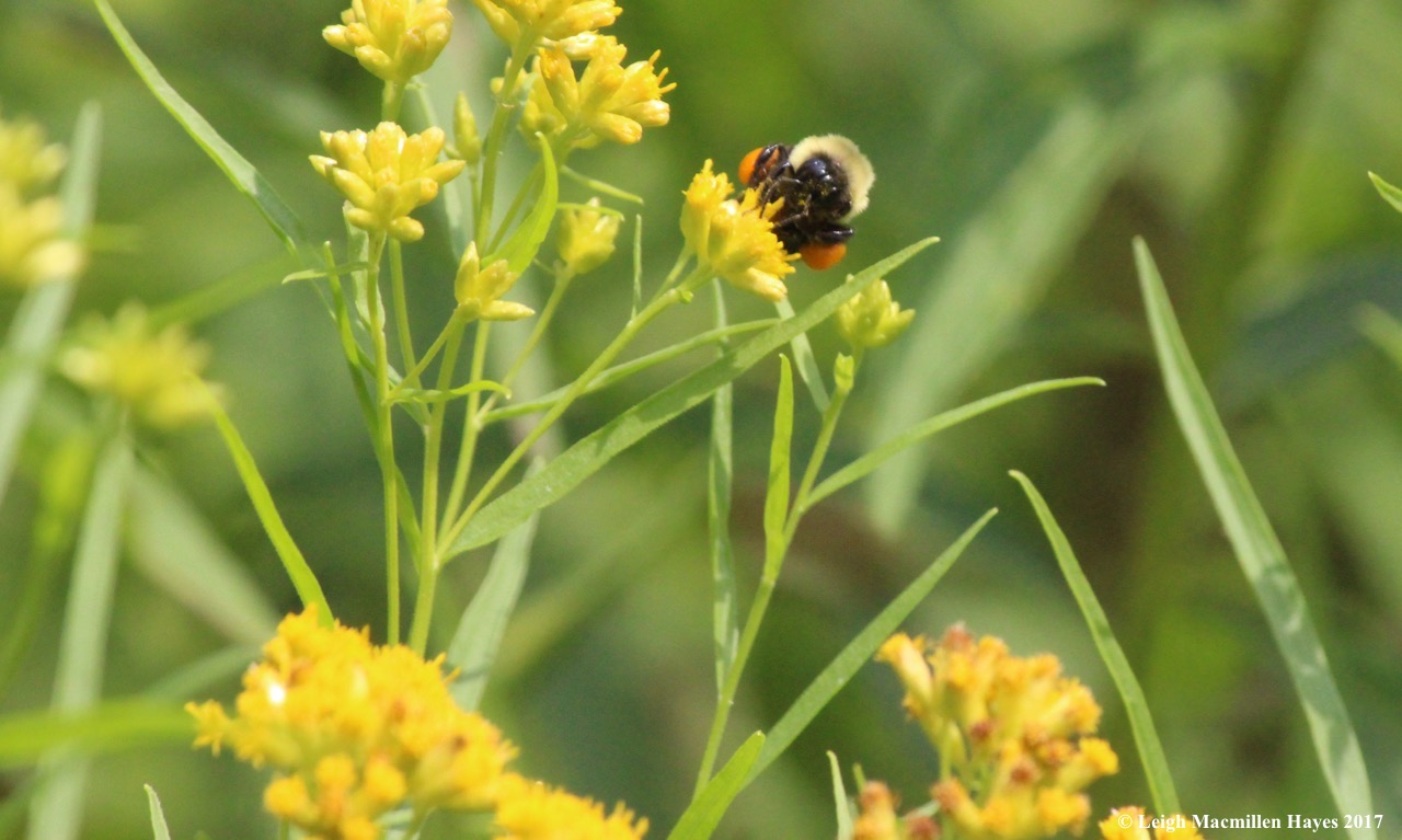 w-bumble with loaded pollen baskets