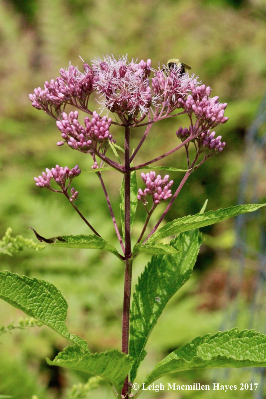 w-bumblebee on Joe Pye Weed