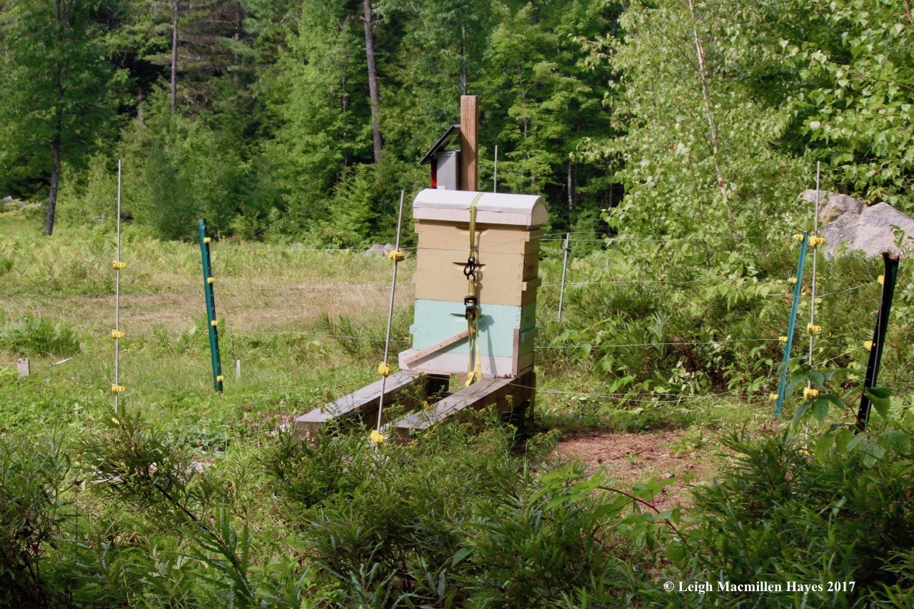 w-hive--bear precautions