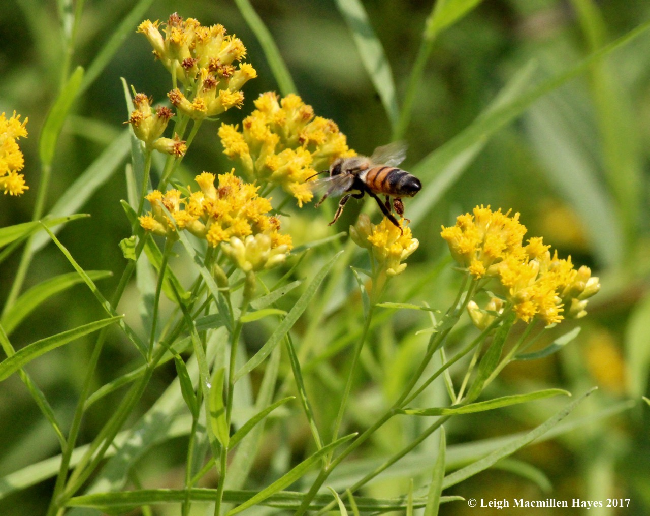 w-honeybee on the move