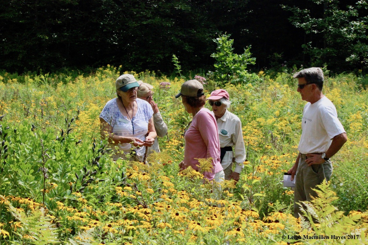 w-learning from Linda