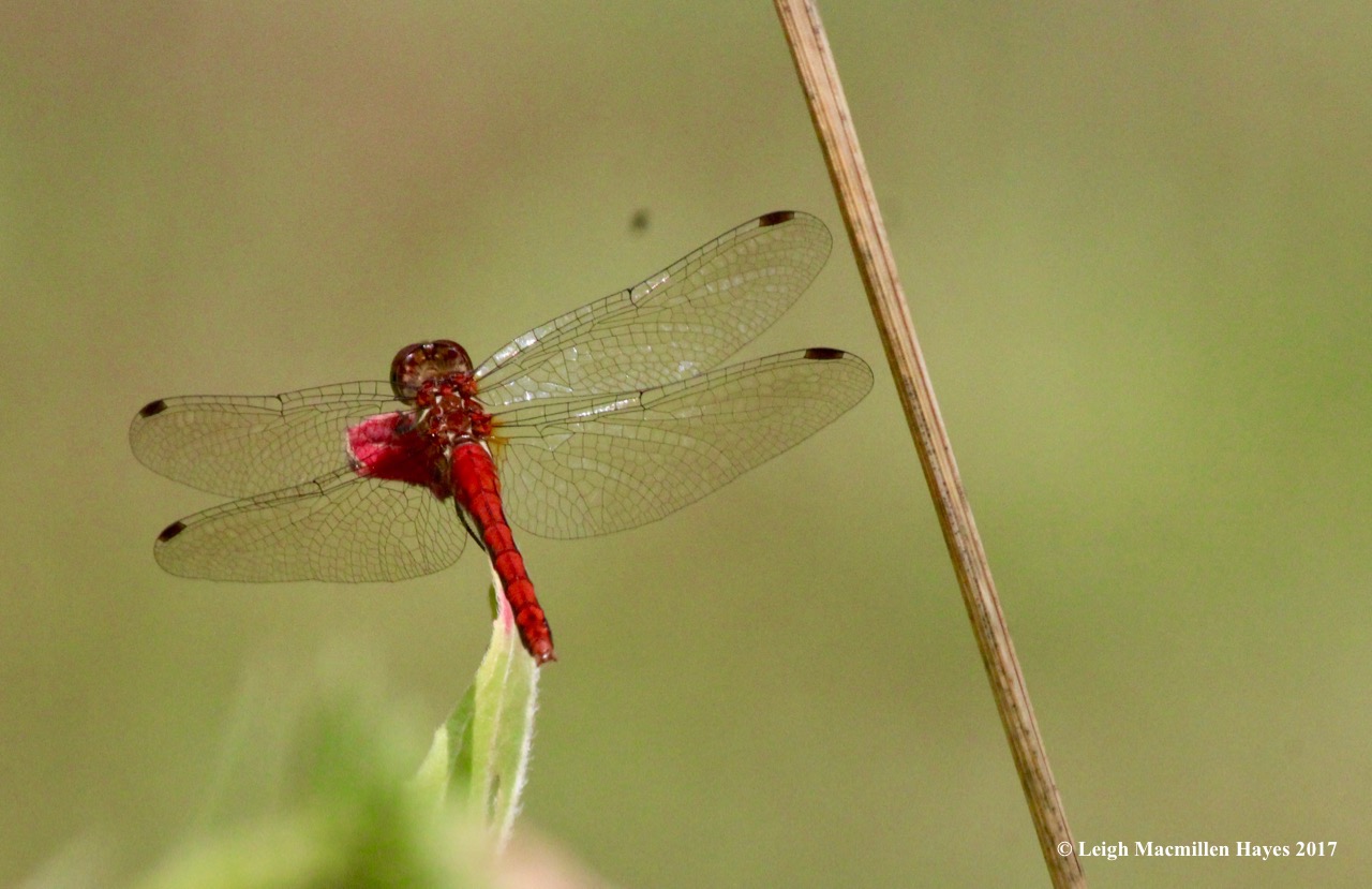 w-male meadowhawk