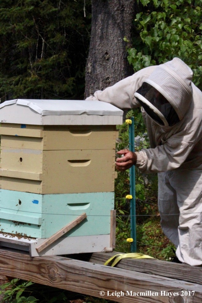 w-preparing to open the hive