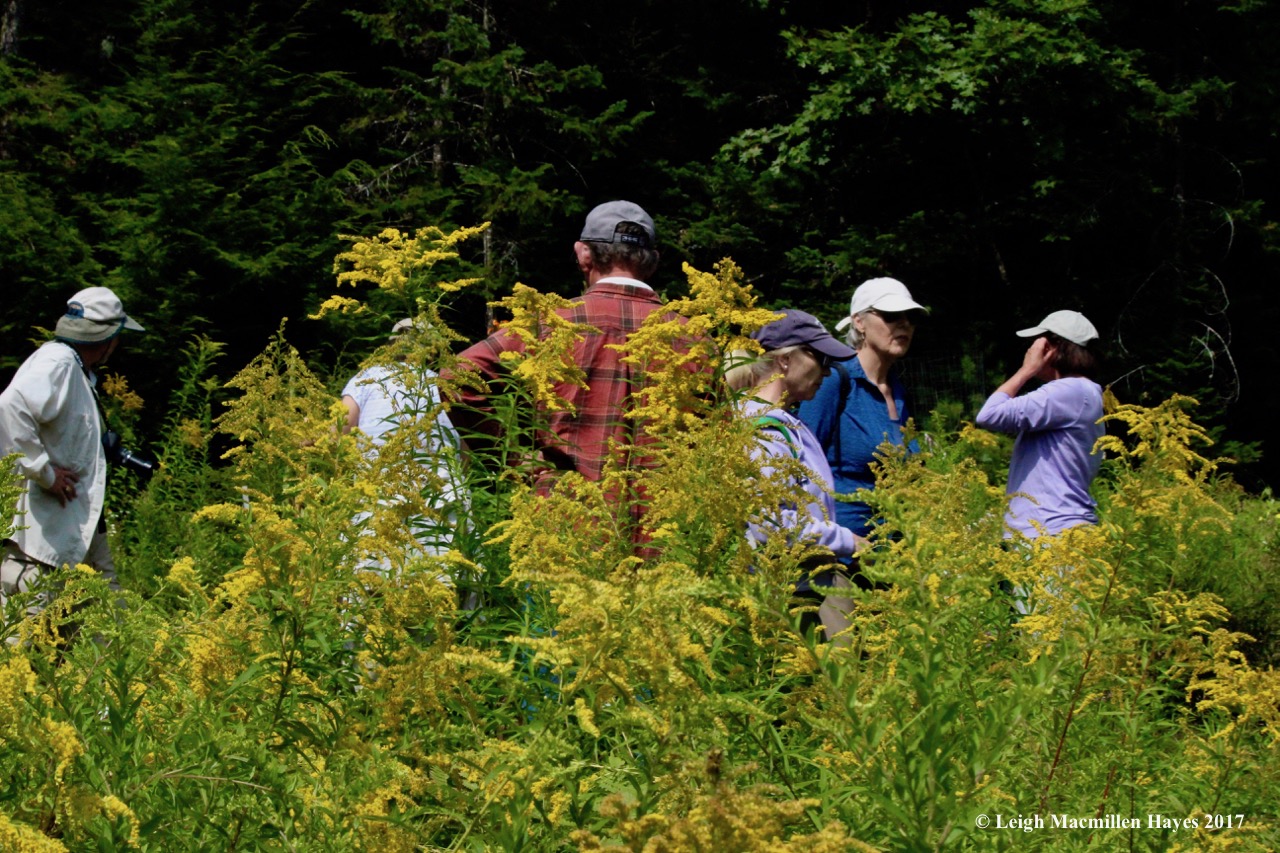 w-wandering among the flowers