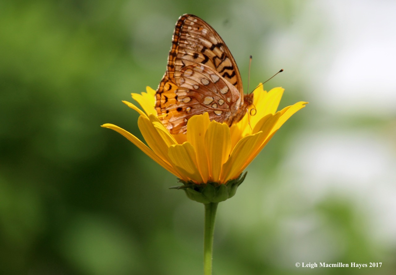 b-fritillary probiscus