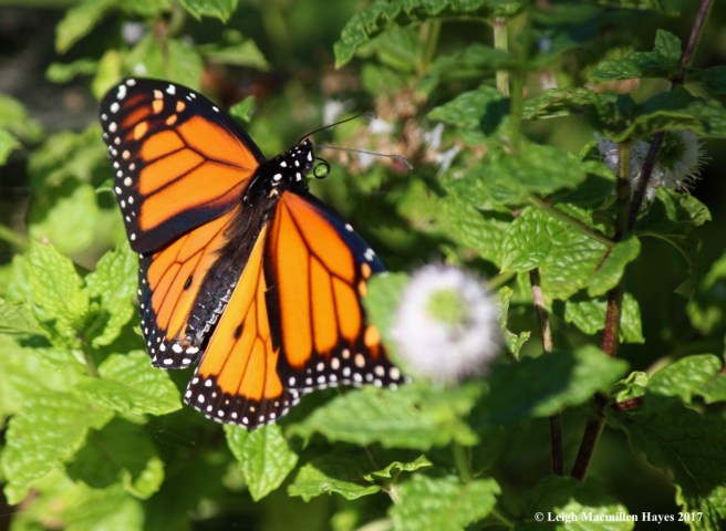 b-monarch probiscus 1