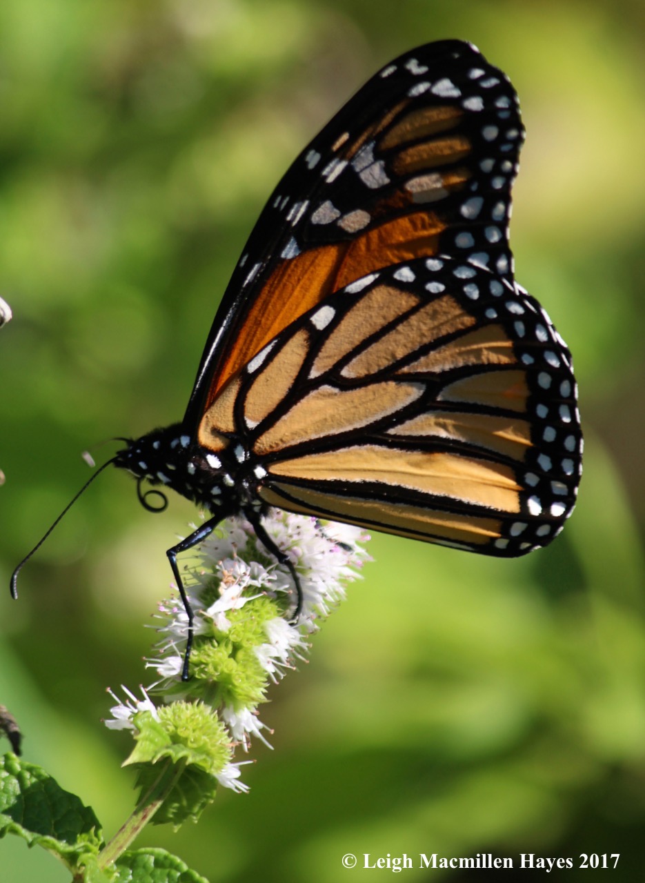 b-monarch probiscus 2