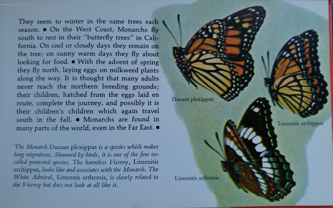 b-monarchs and others