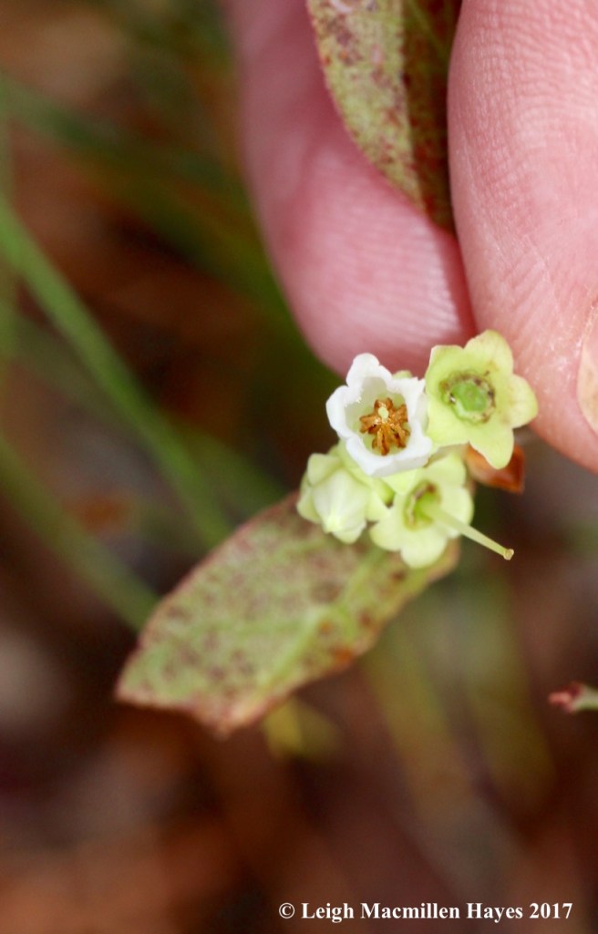 l13-blueberry flowers