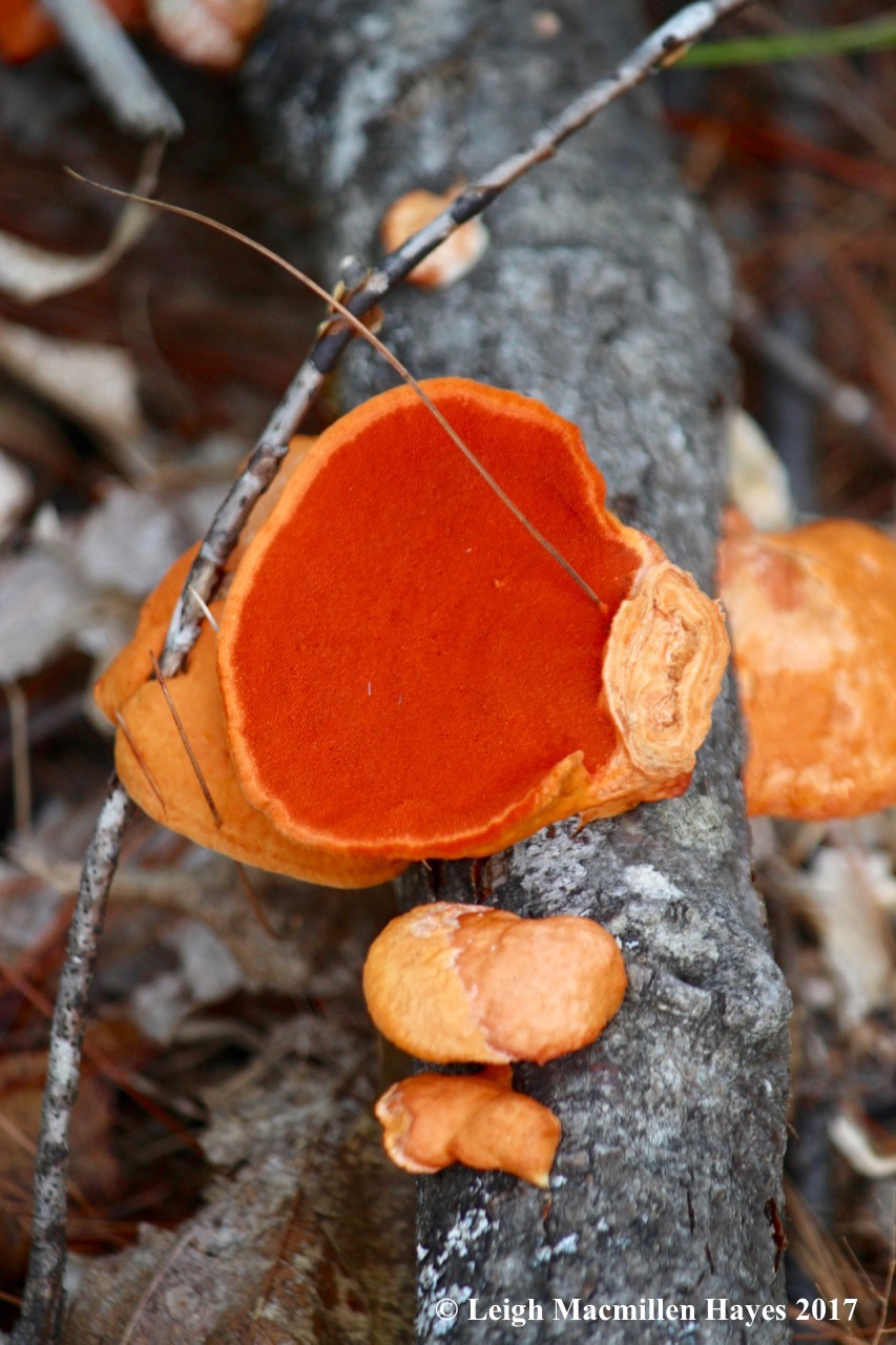 l14-cinnabar-red polypore
