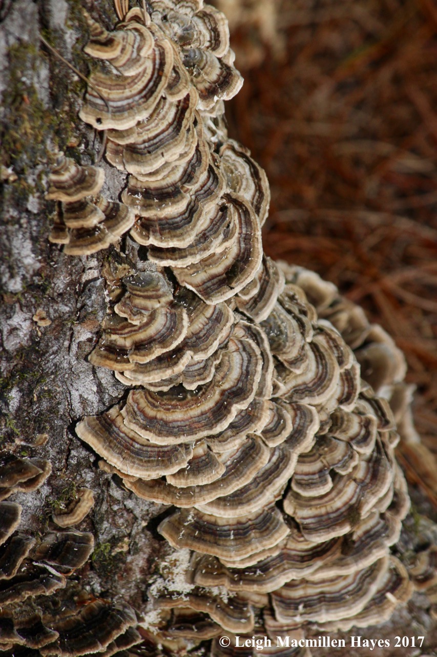 l18b-turkey tails1