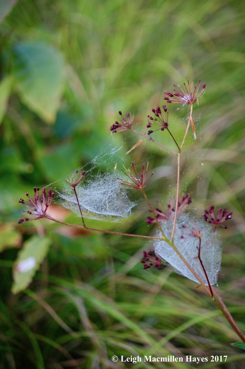 l4b-cup and saucer on bristly sarsaparilla