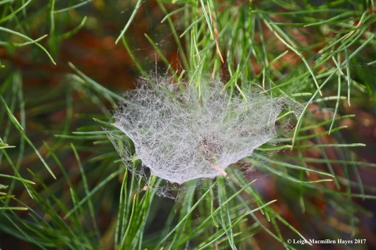 l5-cup and saucer web 1