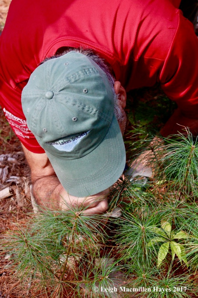 l6-looking at spider webs