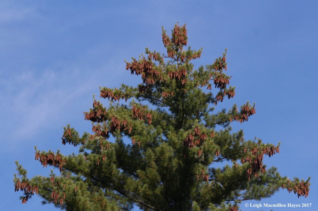 l7-pine cones 1