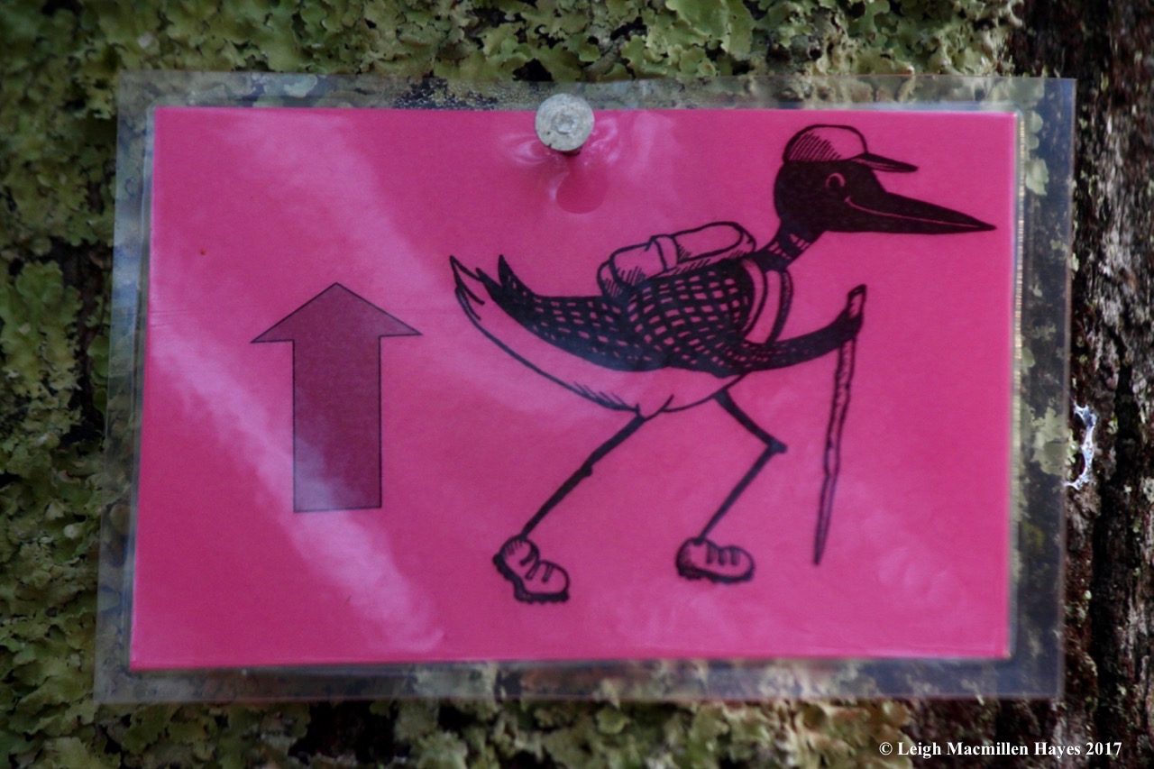 l7a-following the loons