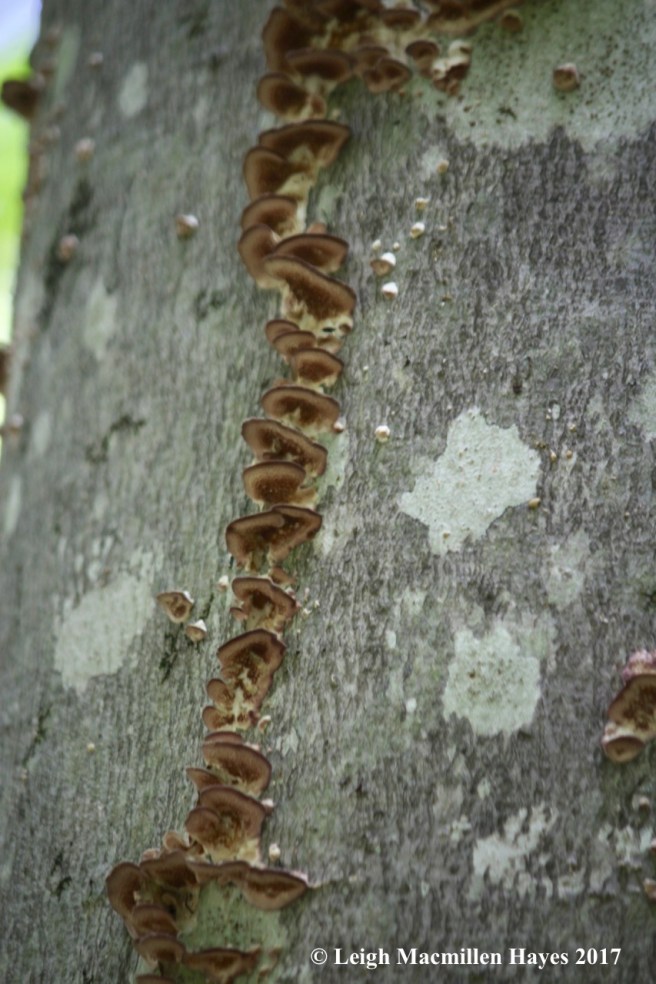 m13-stairway to the castle in the clouds
