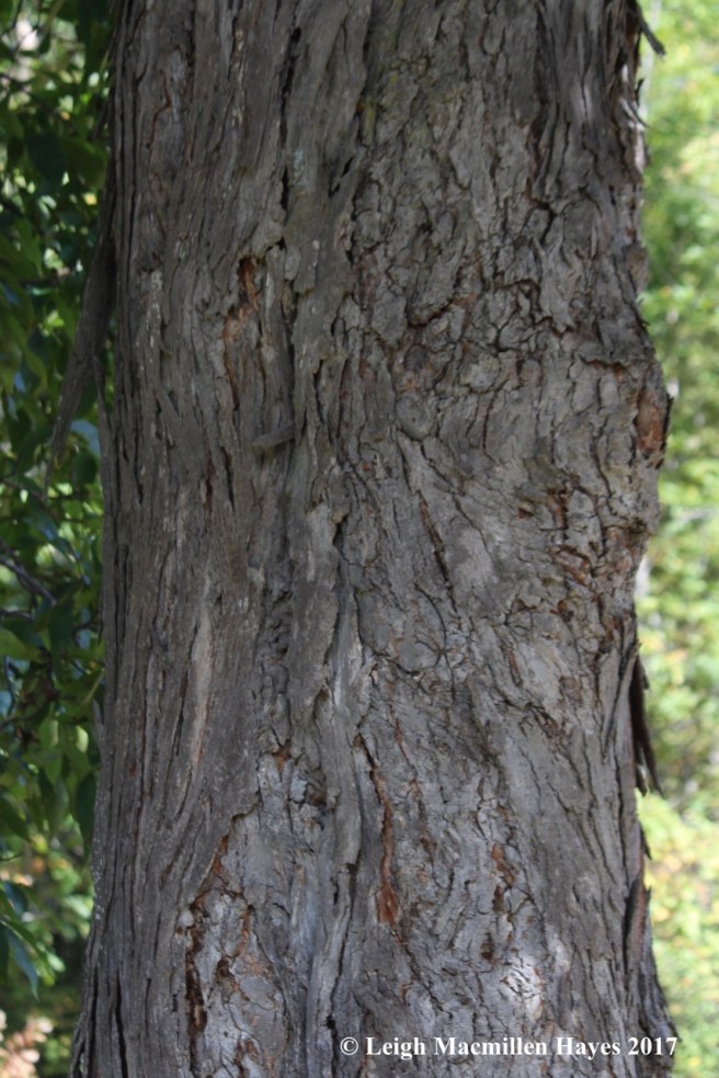 m18-hickory bark