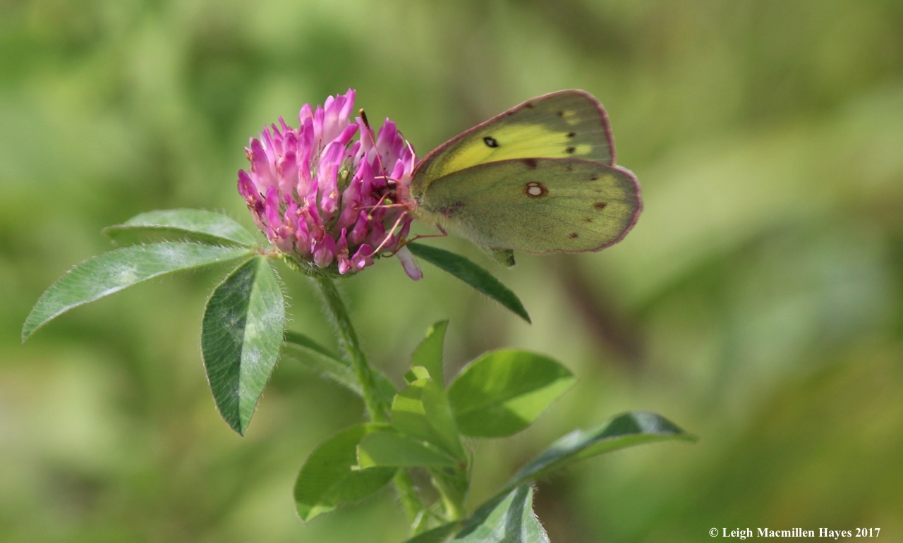 m33-clouded sulfur butterfly