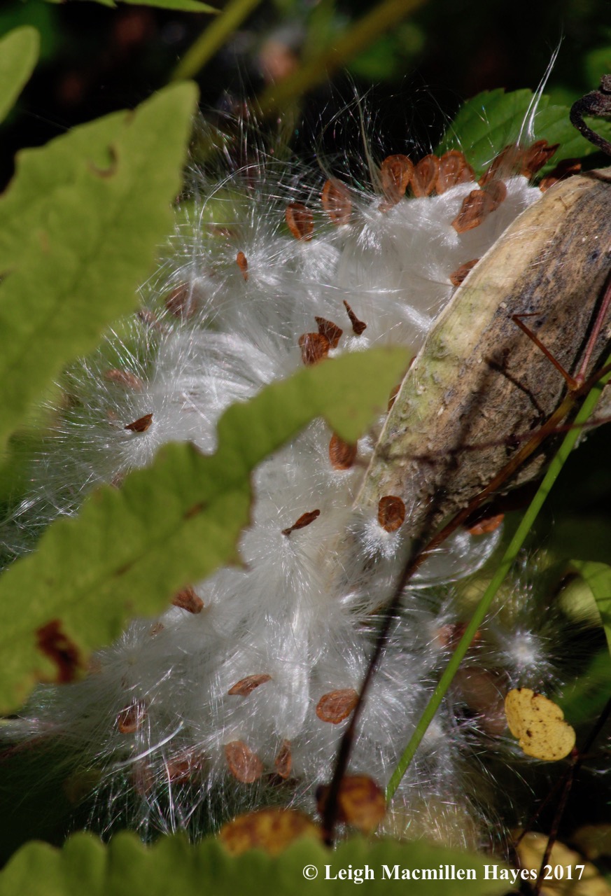 m35-milkweed seeds