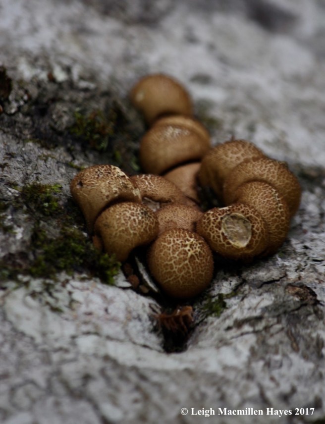 m5-puffballs 1