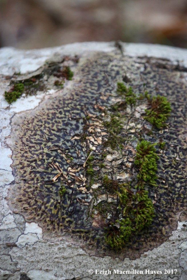 m7-lichen moss map 2